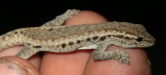 Methuen's Dwarf Gecko photo 2