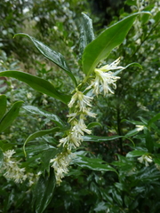 Sarcococca hookeriana