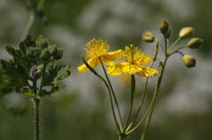 Chelidonium asiaticum