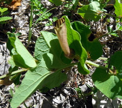 Aristolochia paucinervis