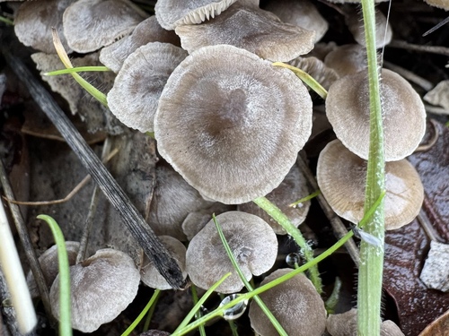 Dendrocollybia racemosa — (c) Elle Sanchez, some rights reserved (CC BY)