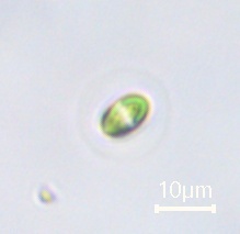 Oocystis