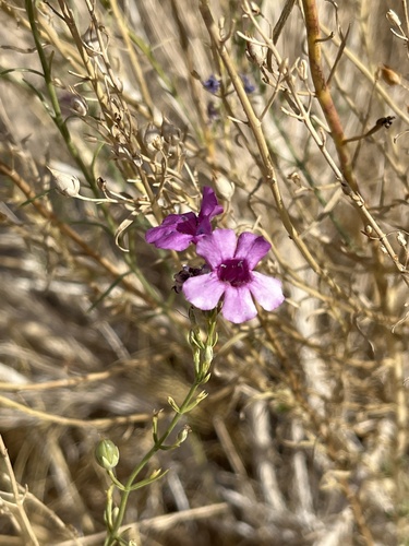 Penstemon thurberi, photograph 5
