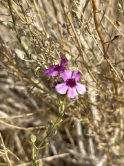 Penstemon thurberi, photograph (c) htasoff, some rights reserved (CC BY)