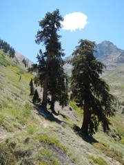 Pinus balfouriana