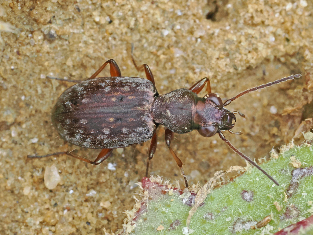Asaphidion pallipes