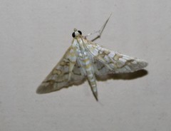 Epipagis fenestralis