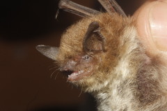 Myotis occultus