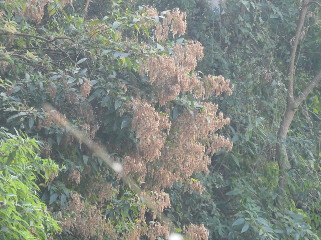 Dobinea vulgaris (Dobinea vulgaris)