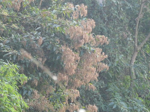 Dobinea vulgaris (Dobinea vulgaris)