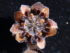 Ruschia rubricaulis
