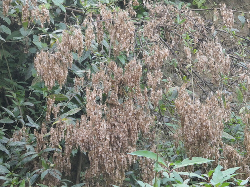 Dobinea vulgaris (Dobinea vulgaris)