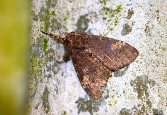 Dasychira chekiangensis