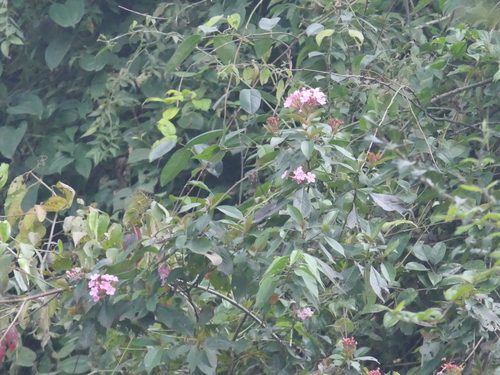 Luculia gratissima, photograph 6