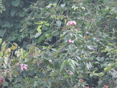 Luculia gratissima, photograph (c) Sagnik Dutta Roy, some rights reserved (CC BY)