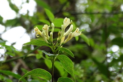 Lonicera acuminata