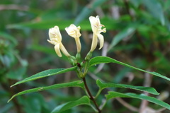 Lonicera acuminata