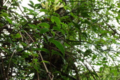 Lonicera acuminata