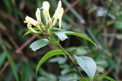 Lonicera acuminata