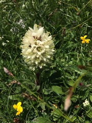 Campanula thyrsoides