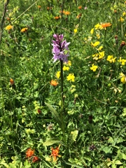 Dactylorhiza maculata