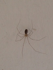 Pholcus phalangioides