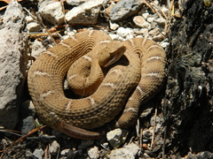 Crotalus willardi silus