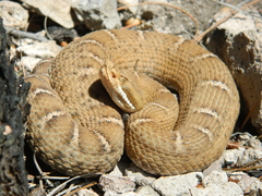 Crotalus willardi silus
