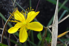 Hypericum nagasawae