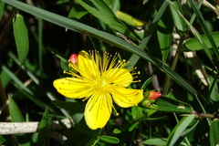 Hypericum nagasawae