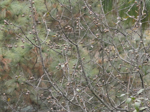 Himalayan Pear (Pyrus pashia)