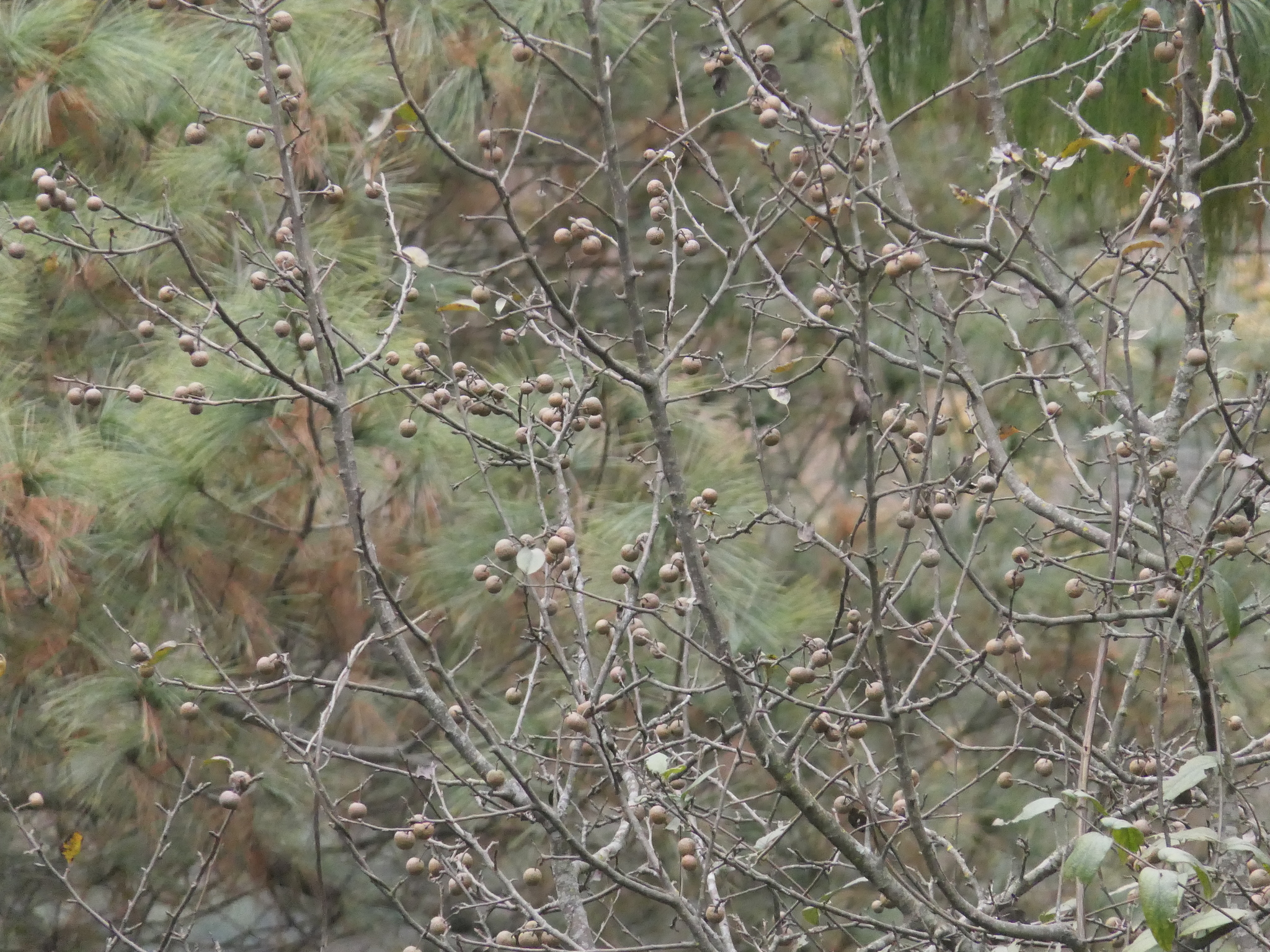 Himalayan Pear (Pyrus pashia)