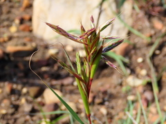 Cymbopogon marginatus
