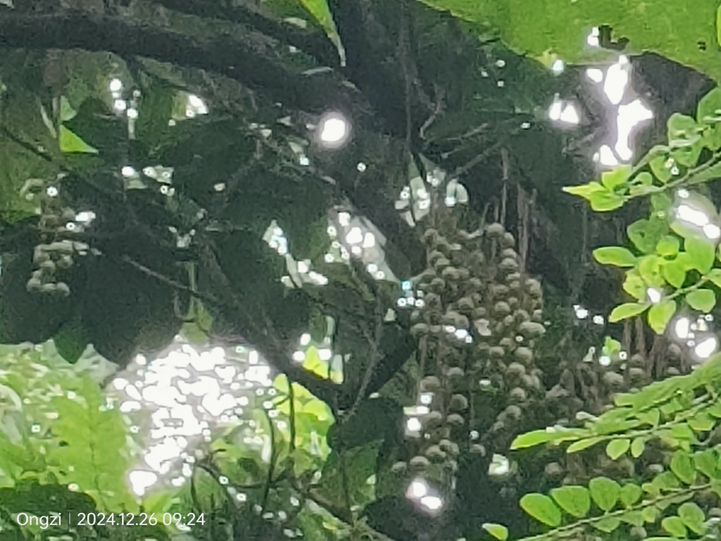Baccaurea motleyana; photograph (c) Ong Jyh Seng, some rights reserved (CC BY)