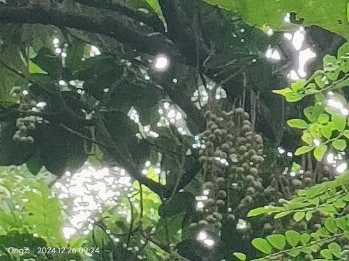 Rambai (Baccaurea motleyana)