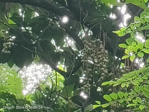 Baccaurea motleyana, photograph 1