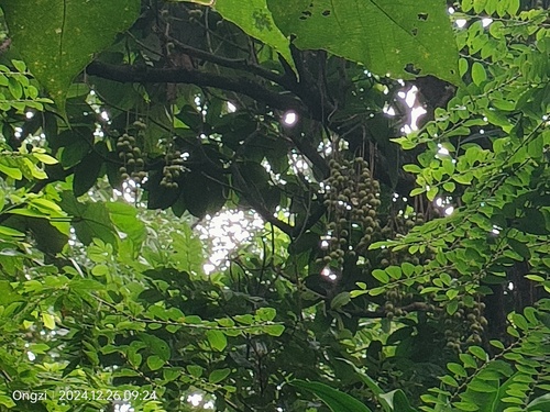 Baccaurea motleyana, photograph 2