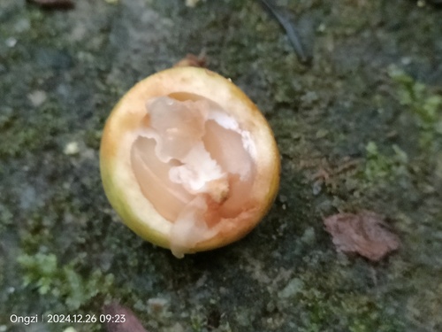 Baccaurea motleyana, photograph 3