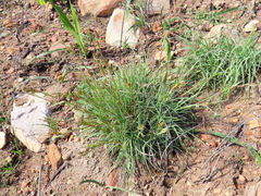 Cymbopogon marginatus