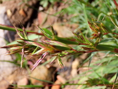 Cymbopogon marginatus