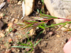Cymbopogon marginatus