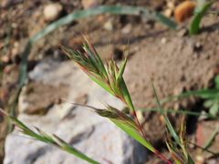 Cymbopogon marginatus