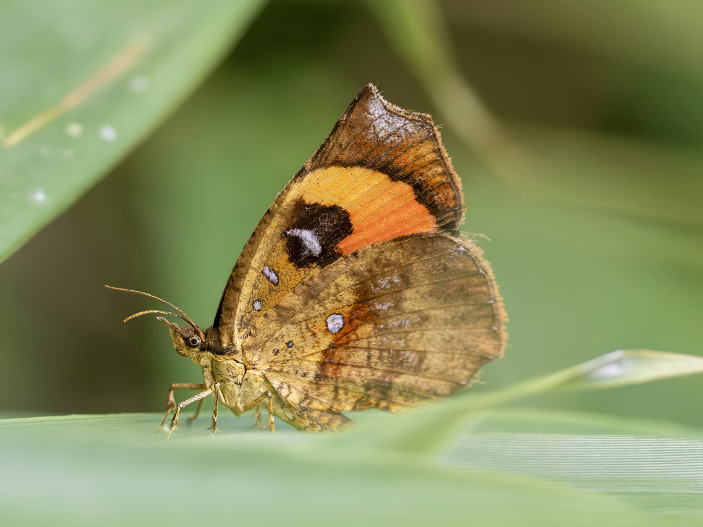 Pterodecta felderi