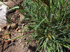 Cymbopogon marginatus