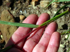 Cymbopogon marginatus