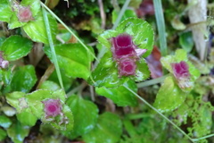 Sarcopyramis napalensis delicata