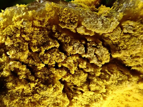 bolete mould