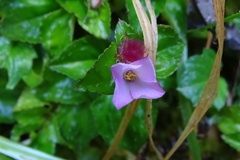 Sarcopyramis napalensis delicata