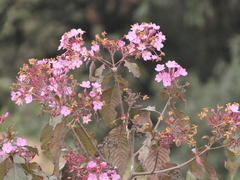 Luculia gratissima, photograph (c) Sagnik Dutta Roy, some rights reserved (CC BY)