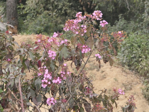 Luculia gratissima, photograph 5